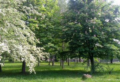 Парк Лебединое озеро (Лебединка) - фото 2