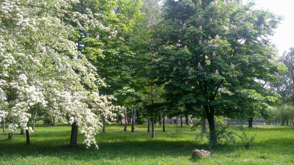 Парк Лебединое озеро (Лебединка)