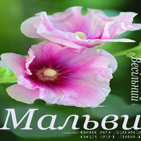 Мальви