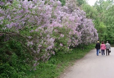 Диканька - місце для фотосесій у Полтаві - портфоліо 4