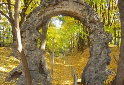 Парк Института педиатрии, акушерства и гинекологии - фото 2