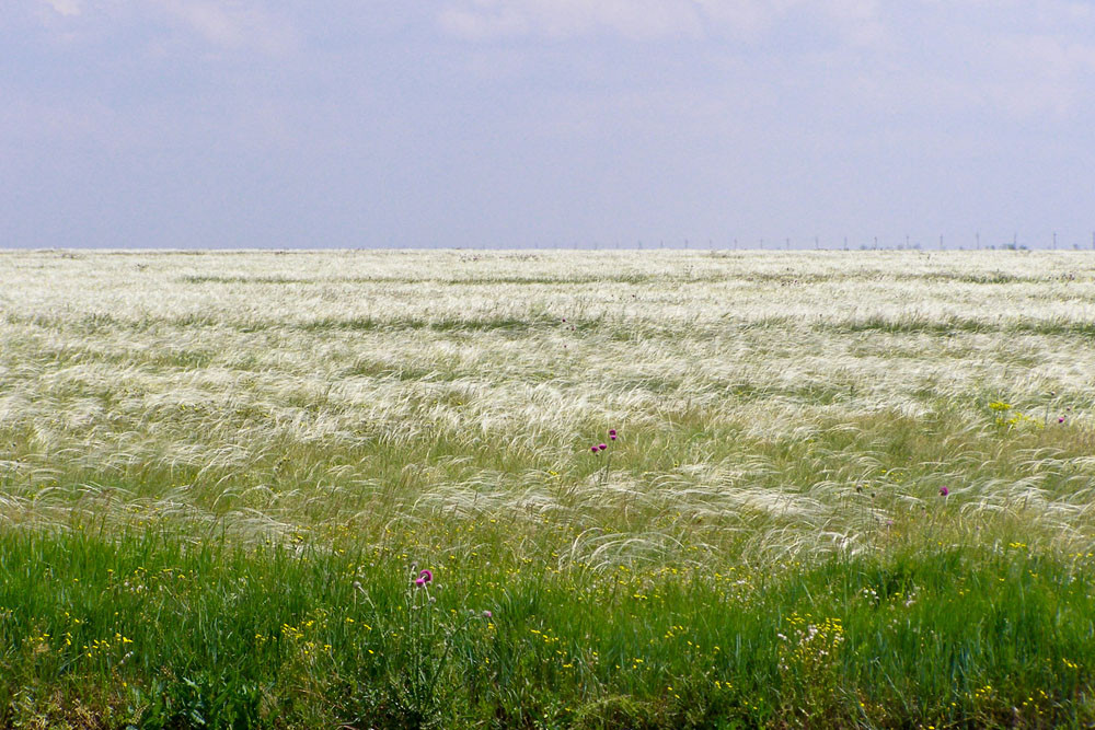 Заповедник “Аскания - Нова”