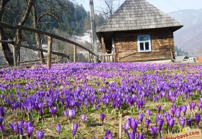 Колочава - фото 1