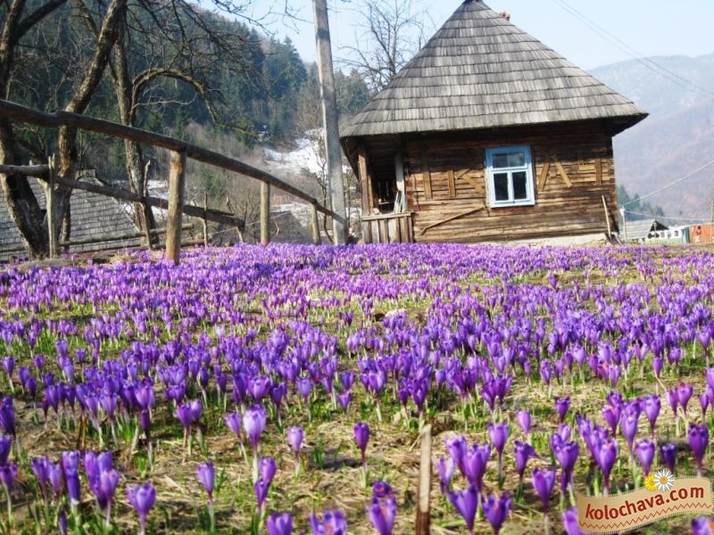 Колочава