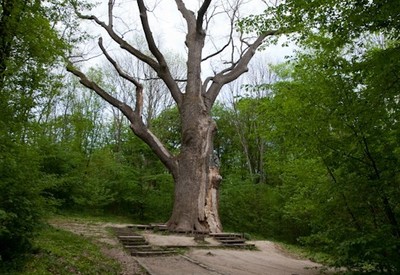 Дуб в Буде - фото 1