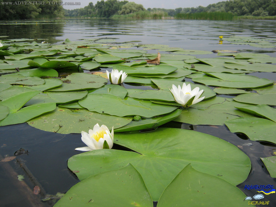 Затопленное село Гусинцы