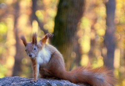 Сосновый бор - місце для фотосесій у Черкасах - портфоліо 6