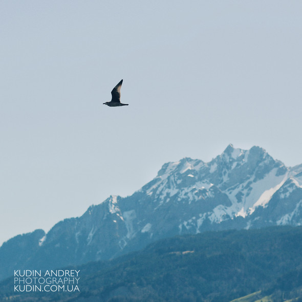 Love Story in Luzern - фото №14