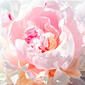 Flower dream