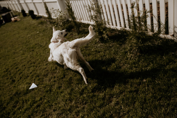 Retriver Wedding - фото №59