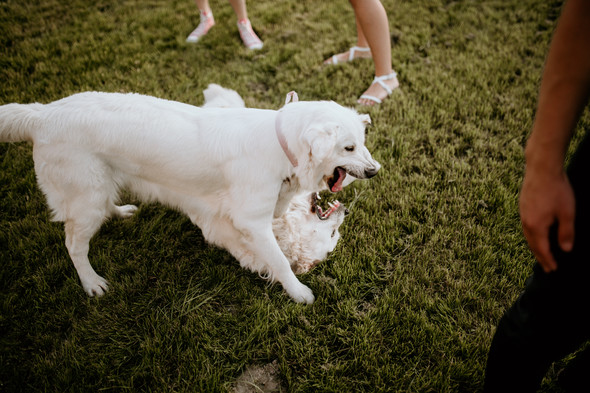 Retriver Wedding - фото №142