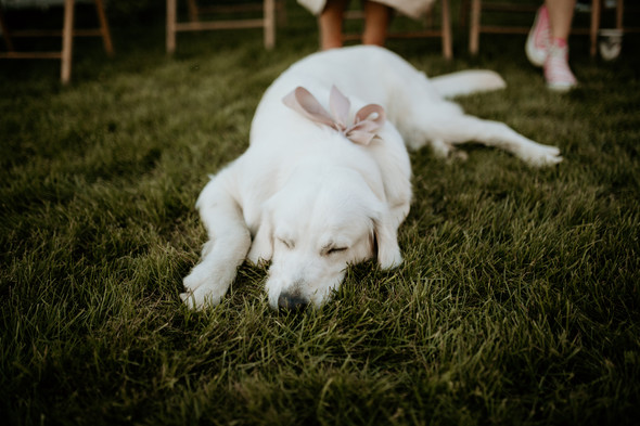 Retriver Wedding - фото №161